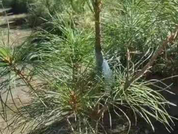 成品紅嫁紅營養杯苗